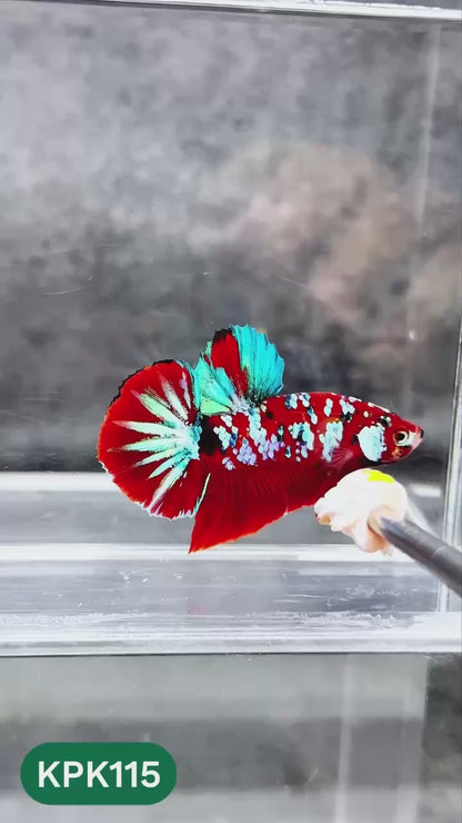 Multicolor Yellow Base Plakat Male Betta Fish | Order Directly From Farm |  You Pick Fish