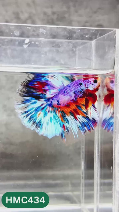 Multicolor Halfmoon Male Betta Fish | Order Directly From Farm | You Pick Fish