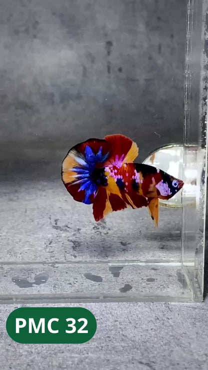 Multicolor Plakat Male Betta Fish |Show Grade|  You Pick Fish