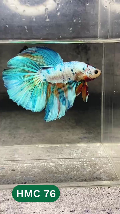 Multicolor Halfmoon Male Betta Fish | High Grade | Order Directly From Farm |  You Pick Fish |