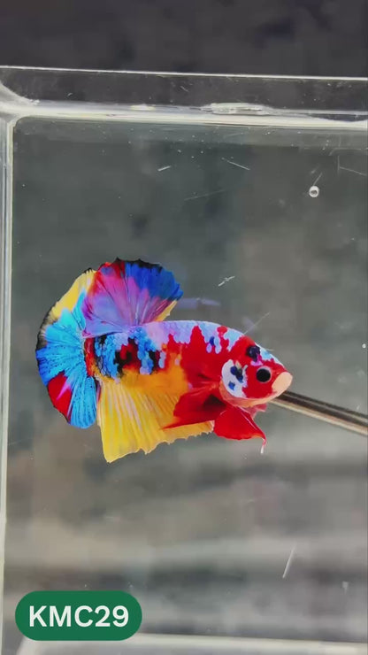 Multicolor Yellow Base Plakat Male Betta Fish | Order Directly From Farm |  You Pick Fish