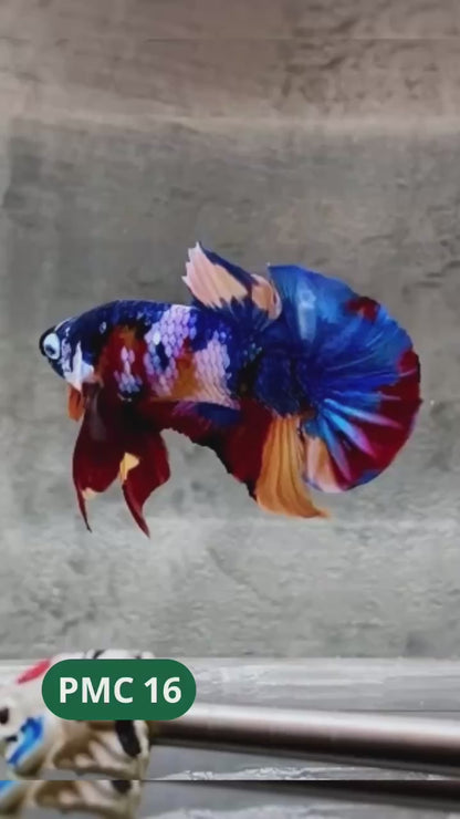 Multicolor Plakat Male Betta Fish |Show Grade|  You Pick Fish