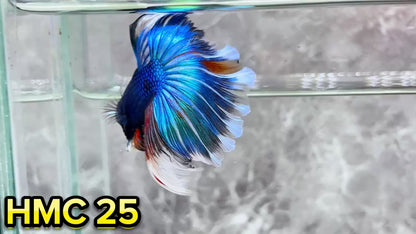 Multicolor Halfmoon Male Betta Fish | High Grade | Order Directly From Farm|  You Pick Fish |