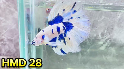 Blue Marble Dot Halfmoon Male Betta Fish | Order Directly From Farm | You Pick Fish