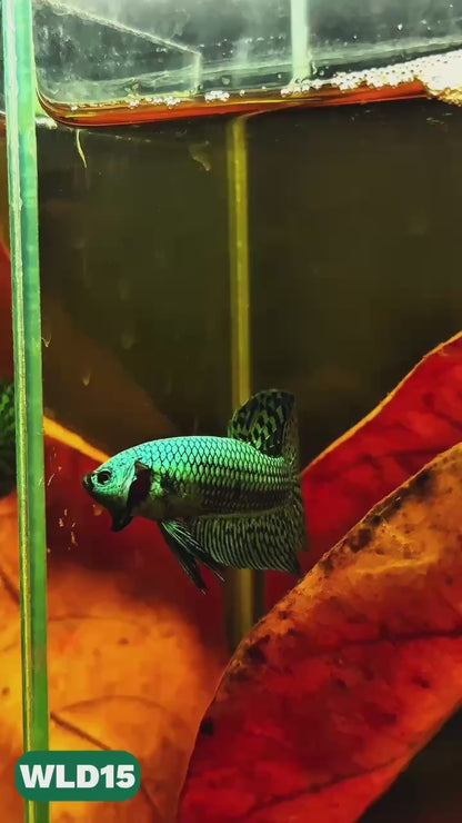 Wild Alien Male Betta Fish | You Pick Fish