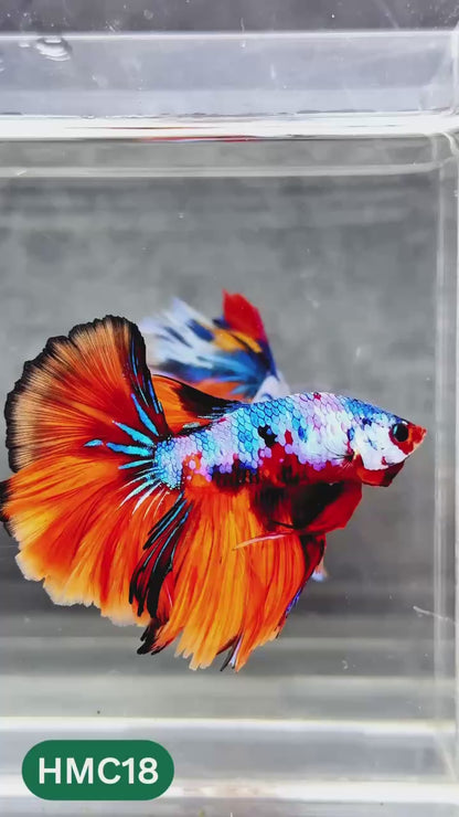 Multicolor Halfmoon Male Betta Fish | High Grade | Order Directly From Farm |  You Pick Fish |