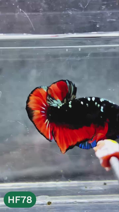 Dark Flame Hellfire Plakat Male Betta Fish | You Pick Fish | Exotic Betta
