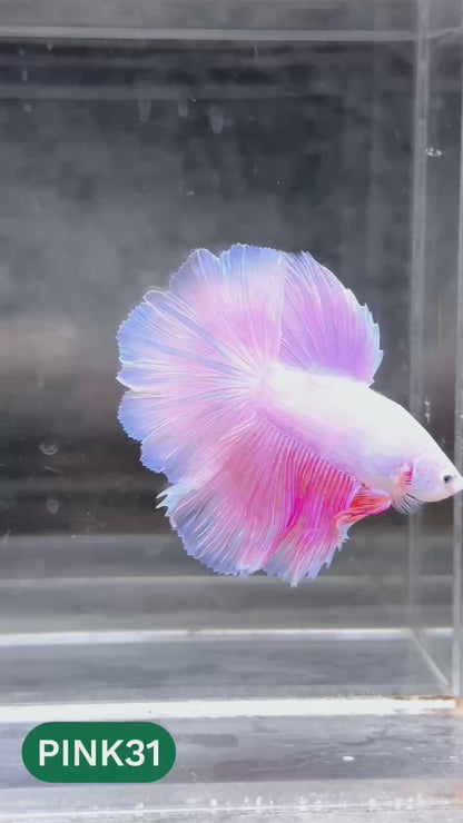 Pink Halfmoon Male Betta Fish | You Pick Fish | Order Directly From Farm