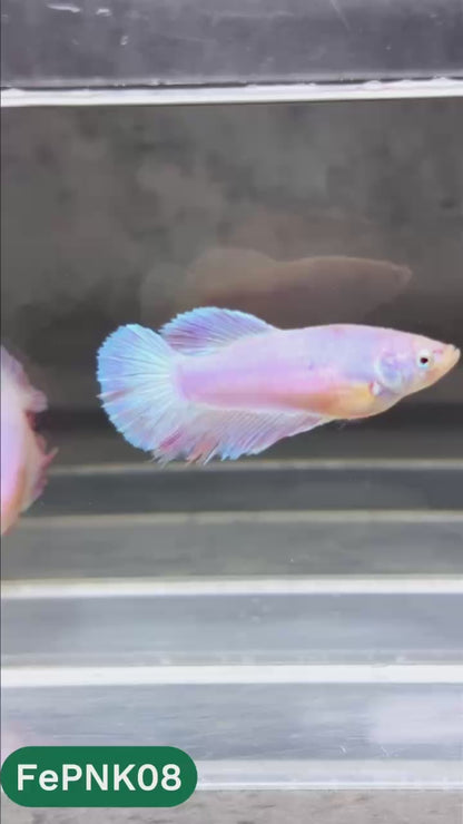 Pink Halfmoon Female Betta Fish | You Pick Fish | Rare Color
