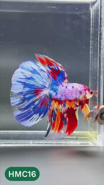 Multicolor Halfmoon Male Betta Fish | High Grade | Order Directly From Farm |  You Pick Fish |