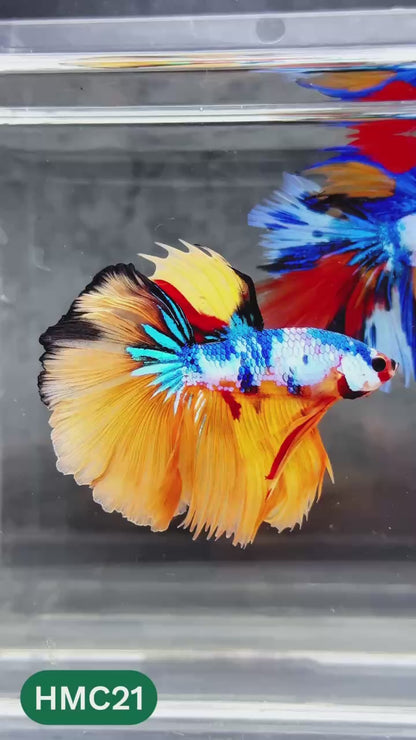 Multicolor Halfmoon Male Betta Fish | High Grade | Order Directly From Farm |  You Pick Fish |