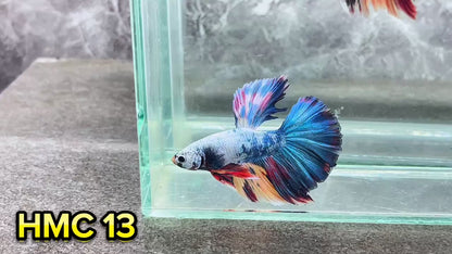 Multicolor Halfmoon Male Betta Fish | High Grade | Order Directly From Farm|  You Pick Fish |