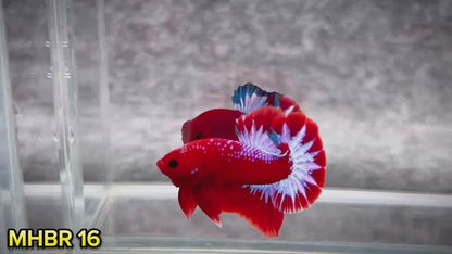 Hellboy Plakat Male Betta Fish | Order Directly From Farm | You Pick Fish