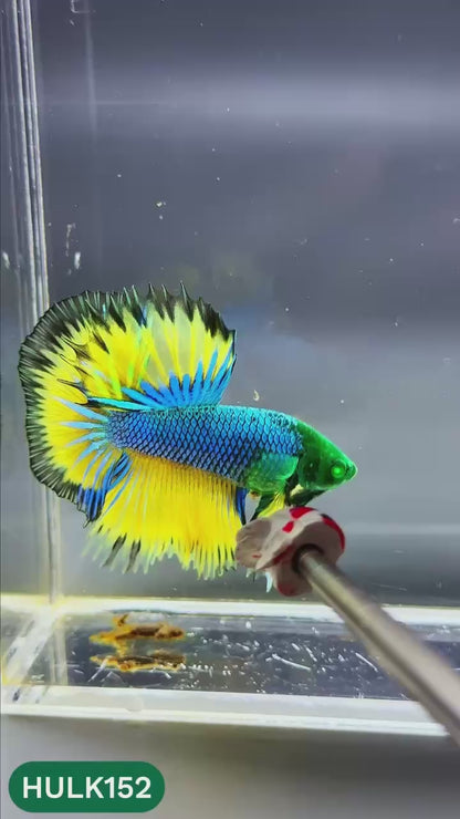 Black Hulk Halfmoon Male Betta Fish | You Pick Fish