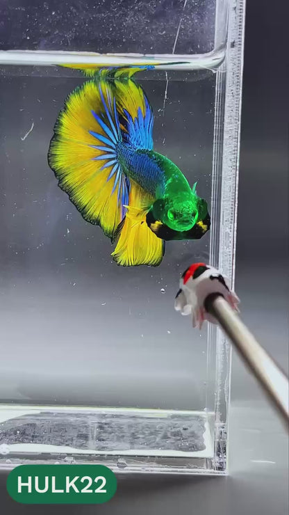 Black Hulk Halfmoon Male Betta Fish | You Pick Fish
