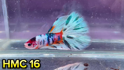 Multicolor Halfmoon Male Betta Fish | High Grade | Order Directly From Farm|  You Pick Fish |