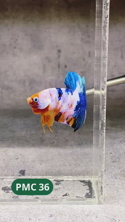 Multicolor Plakat Male Betta Fish |Show Grade|  You Pick Fish