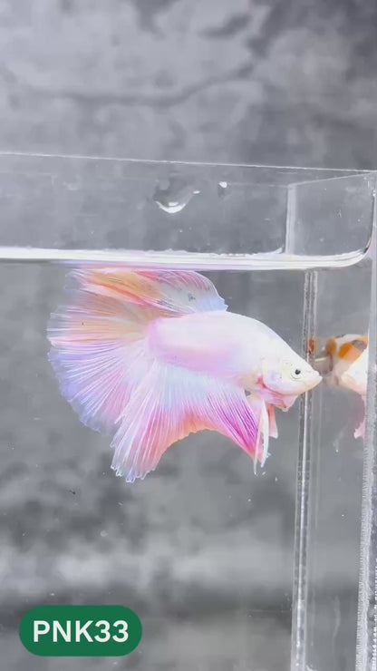 Pink Halfmoon Male Betta Fish | You Pick Fish | Order Directly From Farm