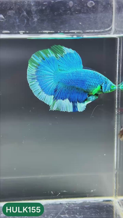 Black Hulk Halfmoon Male Betta Fish | You Pick Fish
