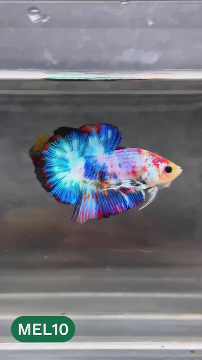 Metallic Plakat Betta Fish | You Pick Betta | Show Grade