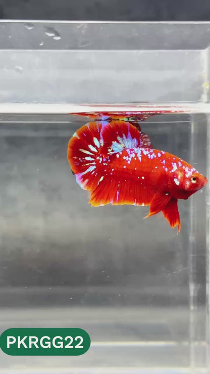 Golden Star Dust Galaxy Plakat Male Betta Fish | Super Rare | You Pick Fish