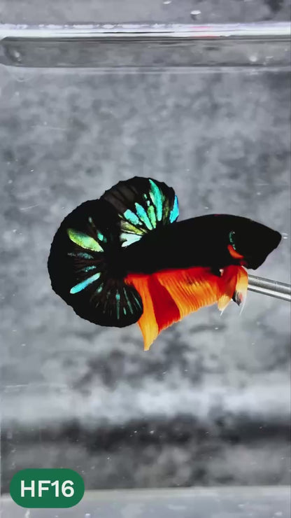 Dark Flame Hellfire Plakat Male Betta Fish | You Pick Fish | Rare Betta