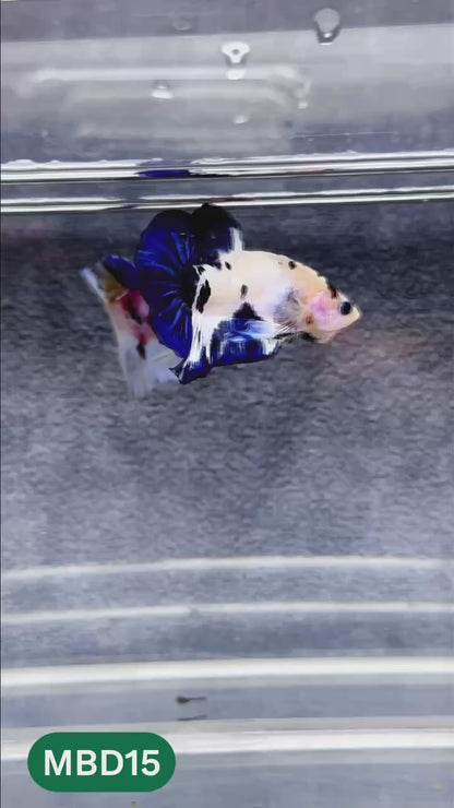 Blue Marble Dot Plakat Male Betta Fish | You Pick Fish