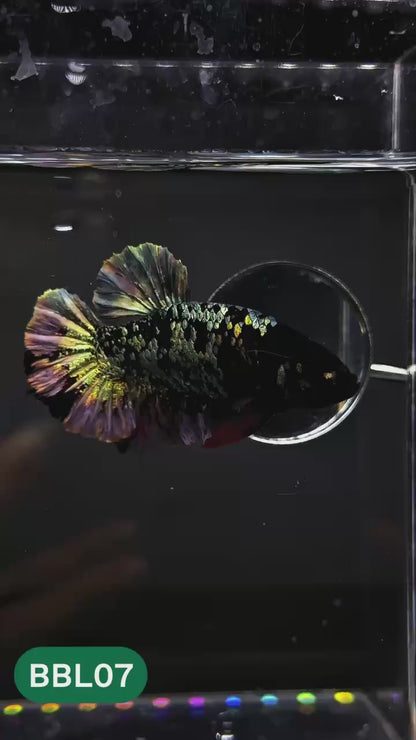 Black Panther Plakat Male Betta Fish | You Pick Fish | Rare Betta