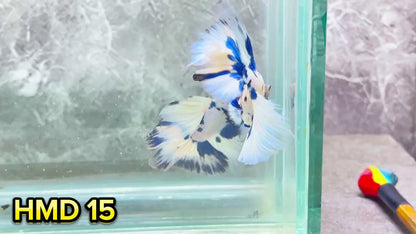 Blue Marble Dot Halfmoon Male Betta Fish | Order Directly From Farm | You Pick Fish