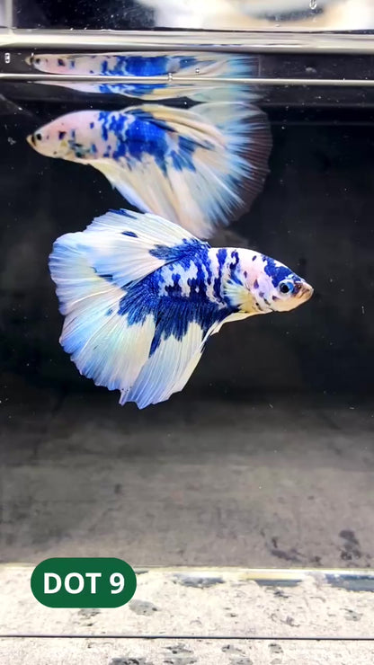 Blue Marble Dot Halfmoon Male Betta Fish | Order Directly From Farm | You Pick Fish