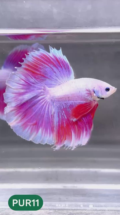 Purple Halfmoon Male Betta Fish | You Pick Fish | Order Directly From Farm