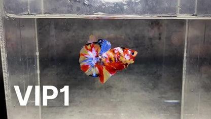 Multicolor Plakat Male Betta Fish |Show Grade|  You Pick Fish