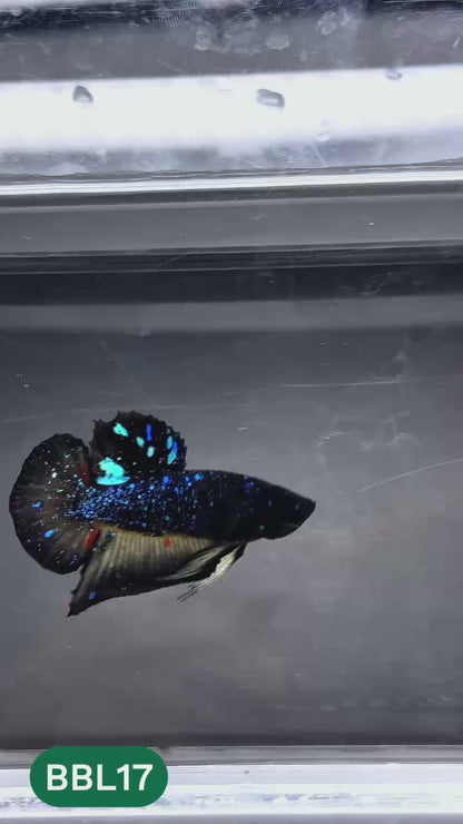 Black Star Nebula Plakat Male Betta | You Pick Betta | High Grade