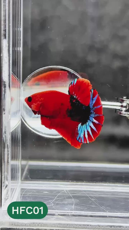 Hellboy Plakat Male Betta Fish | Order Directly From Farm | You Pick Fish