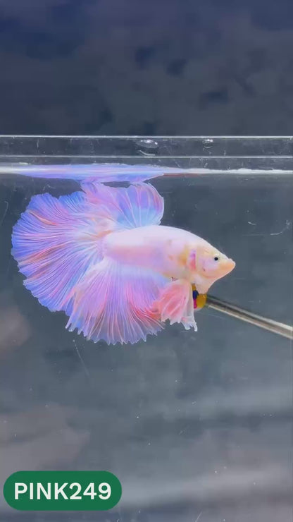 Pink Halfmoon Male Betta Fish | You Pick Fish | Order Directly From Farm