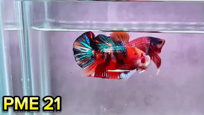 Metallic Plakat Betta Fish | You Pick Betta | Show Grade