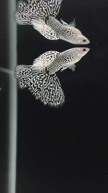 White Tiger Guppy Fish