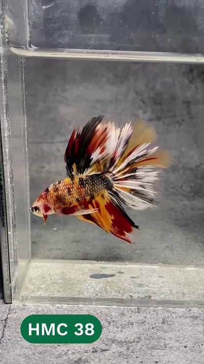 Multicolor Halfmoon Male Betta Fish | High Grade | Order Directly From Farm |  You Pick Fish |