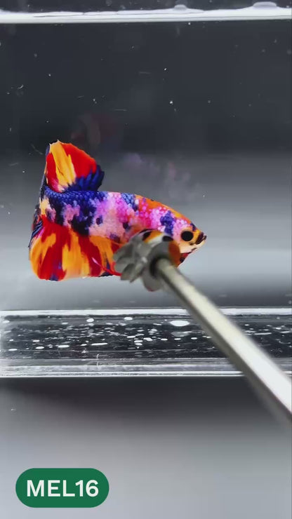 Multicolor Metallic Plakat Male Betta Fish | You Pick Fish | Exclusive Grade