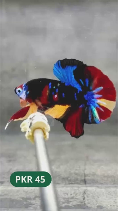 Multicolor Yellow Base Plakat Male Betta Fish | Order Directly From Farm |  You Pick Fish