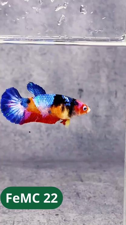 Multicolor Female Betta Fish | You Pick Fish | High Grade