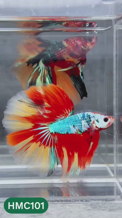 Multicolor Halfmoon Male Betta Fish | Order Directly From Farm | You Pick Fish
