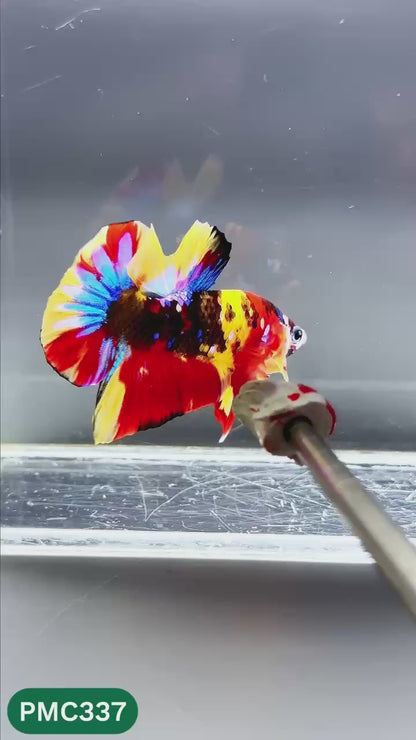 Multicolor Plakat Male Betta Fish | Show Grade |  You Pick Fish