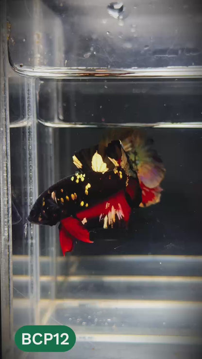 Black Panther Plakat Male Betta Fish | You Pick Fish | Rare Betta