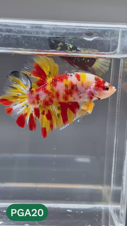 King Giant Plakat Male Betta Fish | You Pick Fish | High Grade