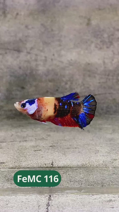 Multicolor Female Betta Fish | You Pick Fish | High Grade