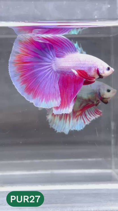Purple Halfmoon Male Betta Fish | You Pick Fish | Order Directly From Farm