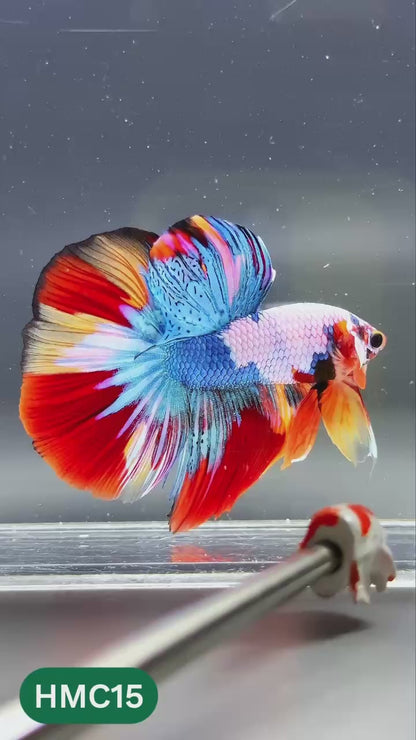Multicolor Halfmoon Male Betta Fish | High Grade | Order Directly From Farm |  You Pick Fish |