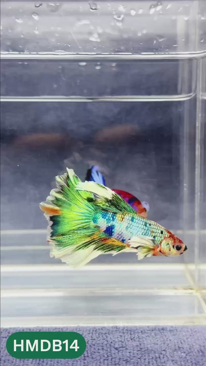 Dumbo Koi Nemo Halfmoon Male Betta | You Pick Fish