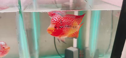 King Kamfa 2 Tone Flowerhorn Cichlid | High Grade | Grower Pick